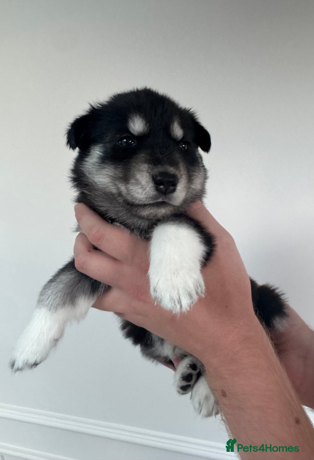 Siberian Husky dogs for sale: Beautiful Chunky Siberian Husky Puppies  - Image 23