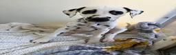 Dalmatian dogs for sale: Dalmatian puppies - Advert 4