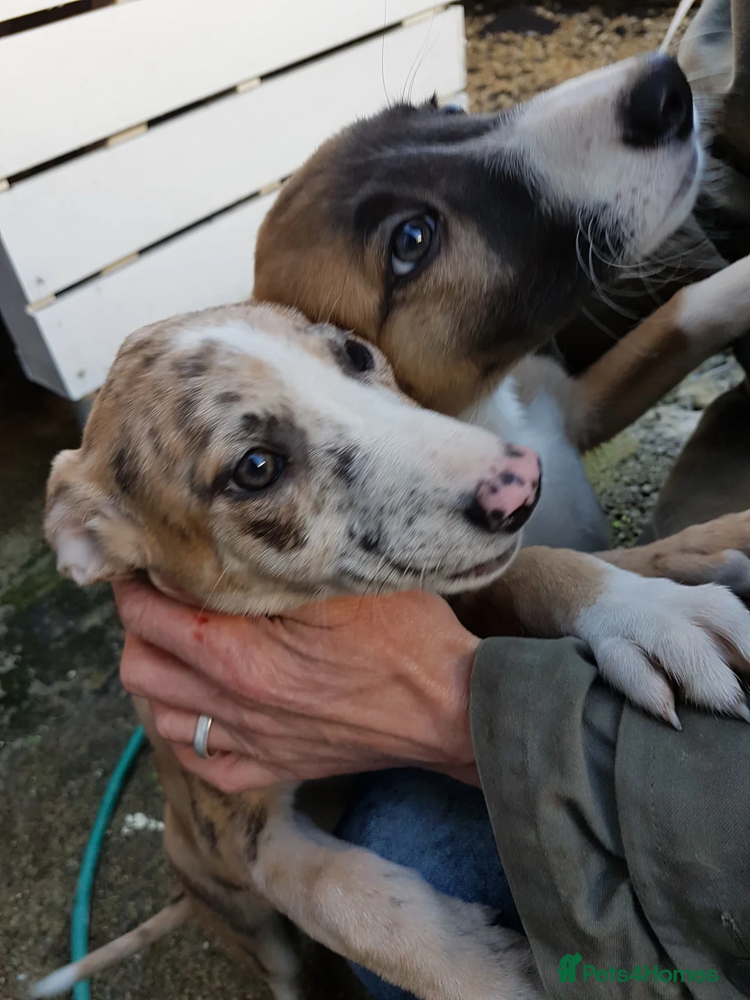 Mixed Breed dogs for sale: 2x female Whippet X Collie - Advert 11