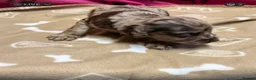 Cocker Spaniel dogs for sale: Chocolate merle and family - Advert 31