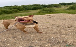 American Bull Staffy dogs for sale: Gorgeous 4 yr old girl looking for forever home ❤️ - Advert 2