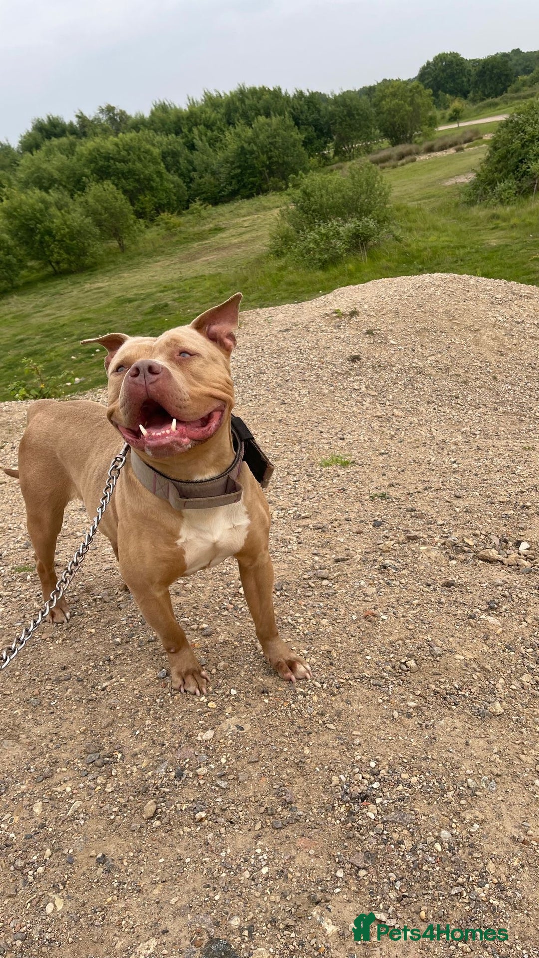 American Bull Staffy dogs for sale: Gorgeous 4 yr old girl looking for forever home ❤️ - Advert 2