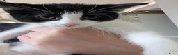 Mixed Breed cats for sale: Kittens for sale - Advert 3