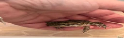Toad reptiles for sale: 2 Baby Cane Toads - Advert 6