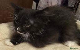 Siberian cats for sale: Tested purebreed hypoallergenic Siberian kittensns - Image 30
