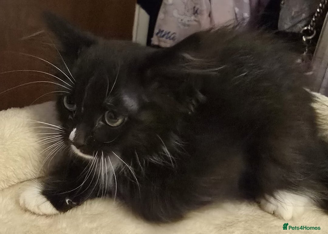 Siberian cats for sale: Tested purebreed hypoallergenic Siberian kittensns - Image 30