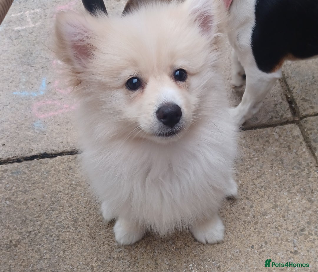 Pomeranian dogs for sale: Pomeranian puppy - Image 2