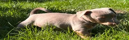 Jack Russell dogs for sale: Ready to leave lilac jack Russell’s  - Advert 14