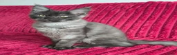 Maine Coon cats for sale: Maine Coon kittens, 2 girls , 1 boy  - Advert 19
