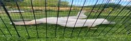 Geese poultry for sale: Stunning hand reared friendly Embden Gander - Advert 3