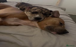 Mixed Breed dogs for sale: American bull staff puppies  - Image 18