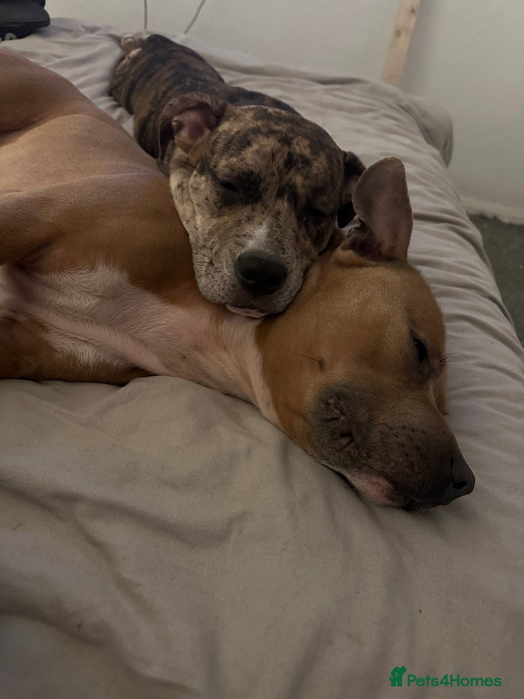 Mixed Breed dogs for sale: American bull staff puppies  - Image 18