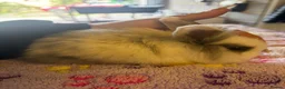 Lionhead rabbits for sale: Harlequin DM Lionhead’s - Advert 5