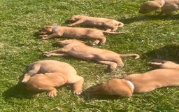 Labrador Retriever dogs for sale: Fox Red pedigree Labradors in Pwllheli - Image 7