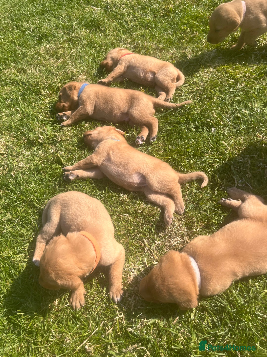Labrador Retriever dogs for sale: Fox Red pedigree Labradors in Pwllheli - Image 7