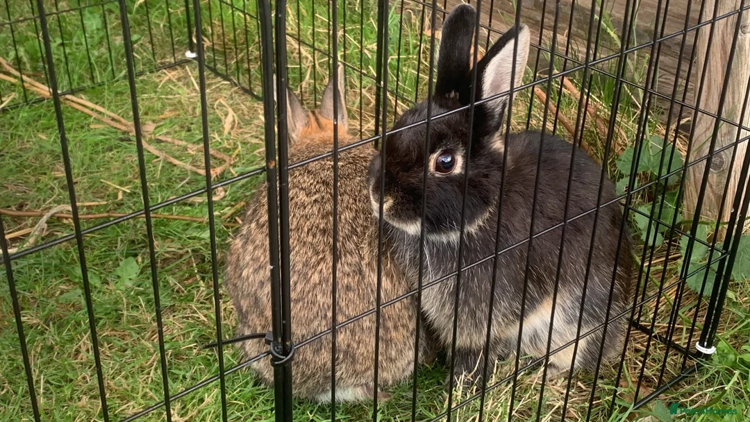 Netherland Dwarf rabbits for sale: Gorgeous Netherland Dwarf Rabbits - Advert 1