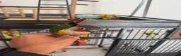Conures birds for sale: Red factor, yellow sided pineapple conure - Advert 18