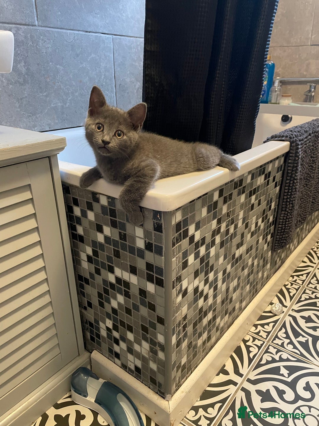 Russian Blue cats for sale: Russian Blue x BSH - Image 19