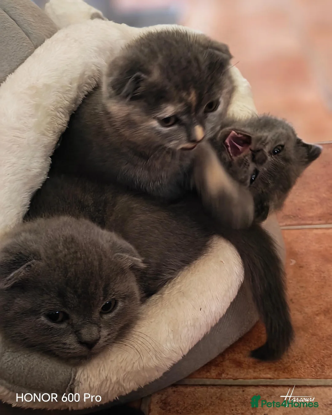 Scottish Fold cats for sale: Scottish fold kittens - Advert 2