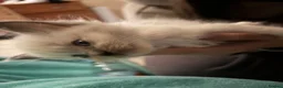 Ragdoll cats for sale: Blue pointed Ragdoll kittens ready now - Advert 36
