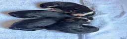 Bernese Mountain Dog dogs for sale: Bernese Mountain Dog - Advert 2