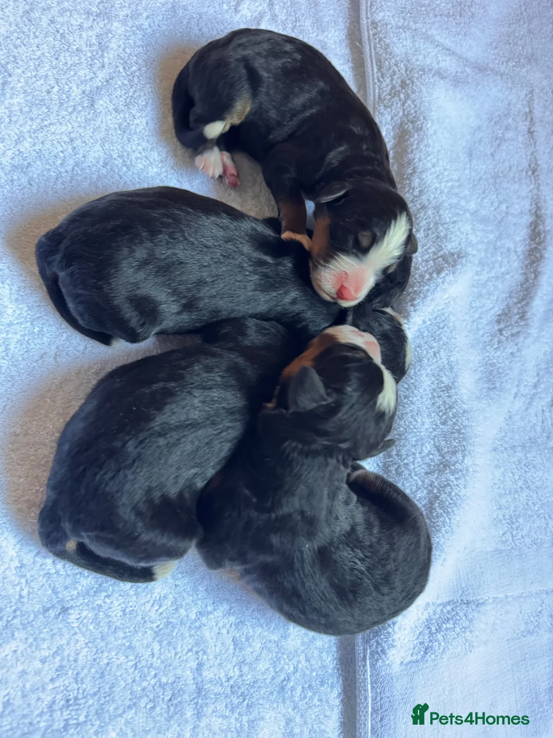 Bernese Mountain Dog dogs for sale: Bernese Mountain Dog - Advert 2
