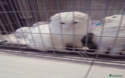 Scottish Fold cats for sale: ready now for there forever homes - Advert 24