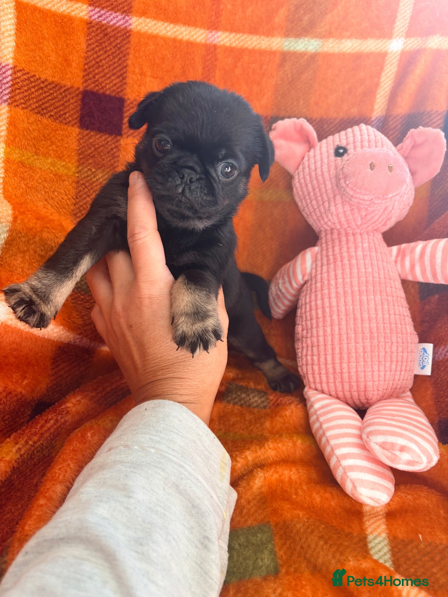 Pug dogs Panda 🐼 pug puppies carrying pink - Advert 2