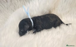 Standard Poodle dogs for sale: Exceptional Health Tested Puppies Due - Advert 19