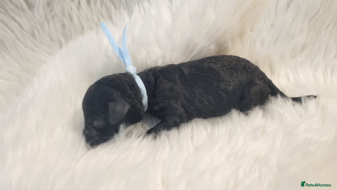 Standard Poodle dogs for sale: Exceptional Health Tested Puppies Due - Advert 19