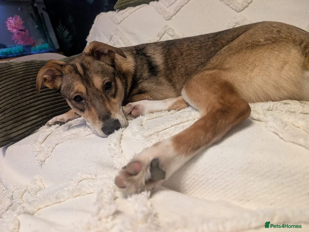 Mixed Breed dogs for adoption: URGENT:❤️DIANA❤️Social Loving 8 month old girl - Advert 5