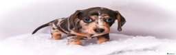 Miniature Dachshund dogs for sale: Miniature dachshunds - Advert 7