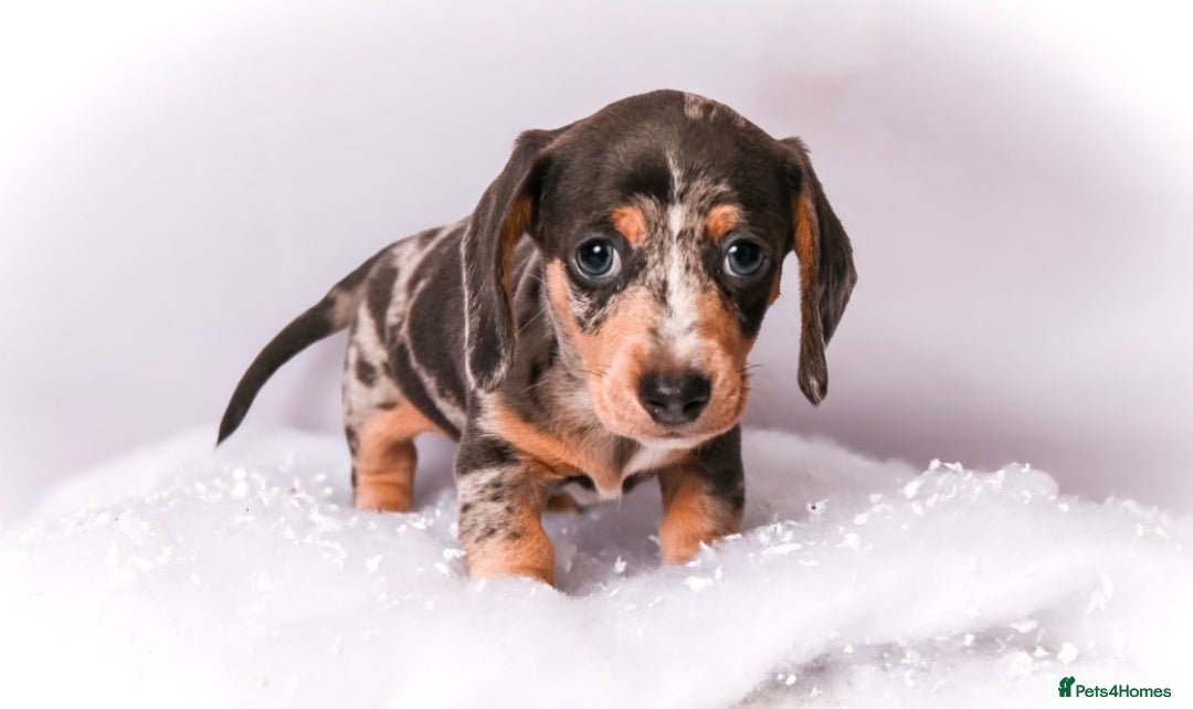 Miniature Dachshund dogs for sale: Miniature dachshunds - Advert 7