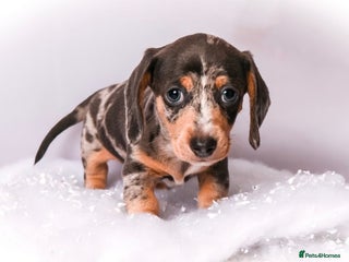 Miniature Dachshund dogs Miniature dachshunds - Advert 6