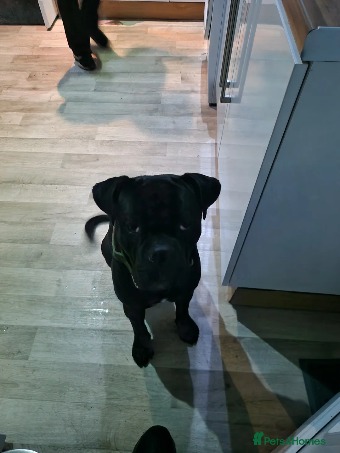 Cane Corso dogs for sale: Gentle man! Cane corso 15months old - Advert 4