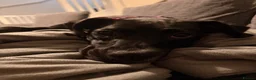 Mixed Breed dogs for sale: Needing to rehome Mavis - Advert 6