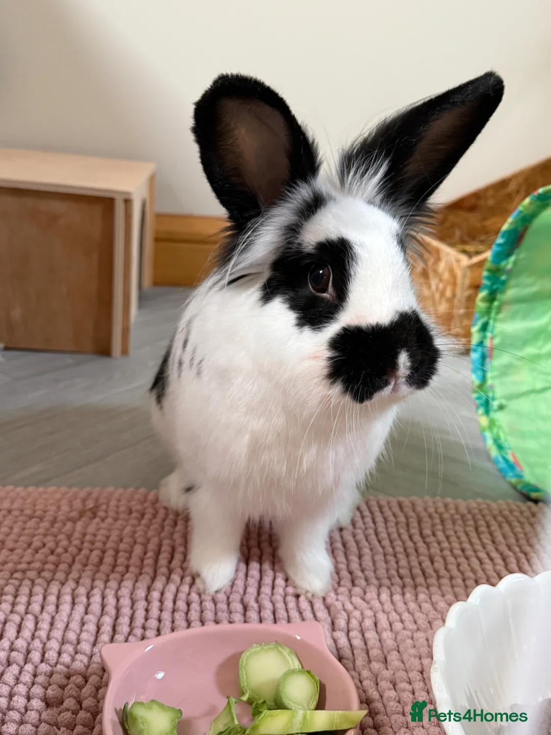 Angora rabbits for sale: Female Angora x Bunny in Manchester - Advert 5
