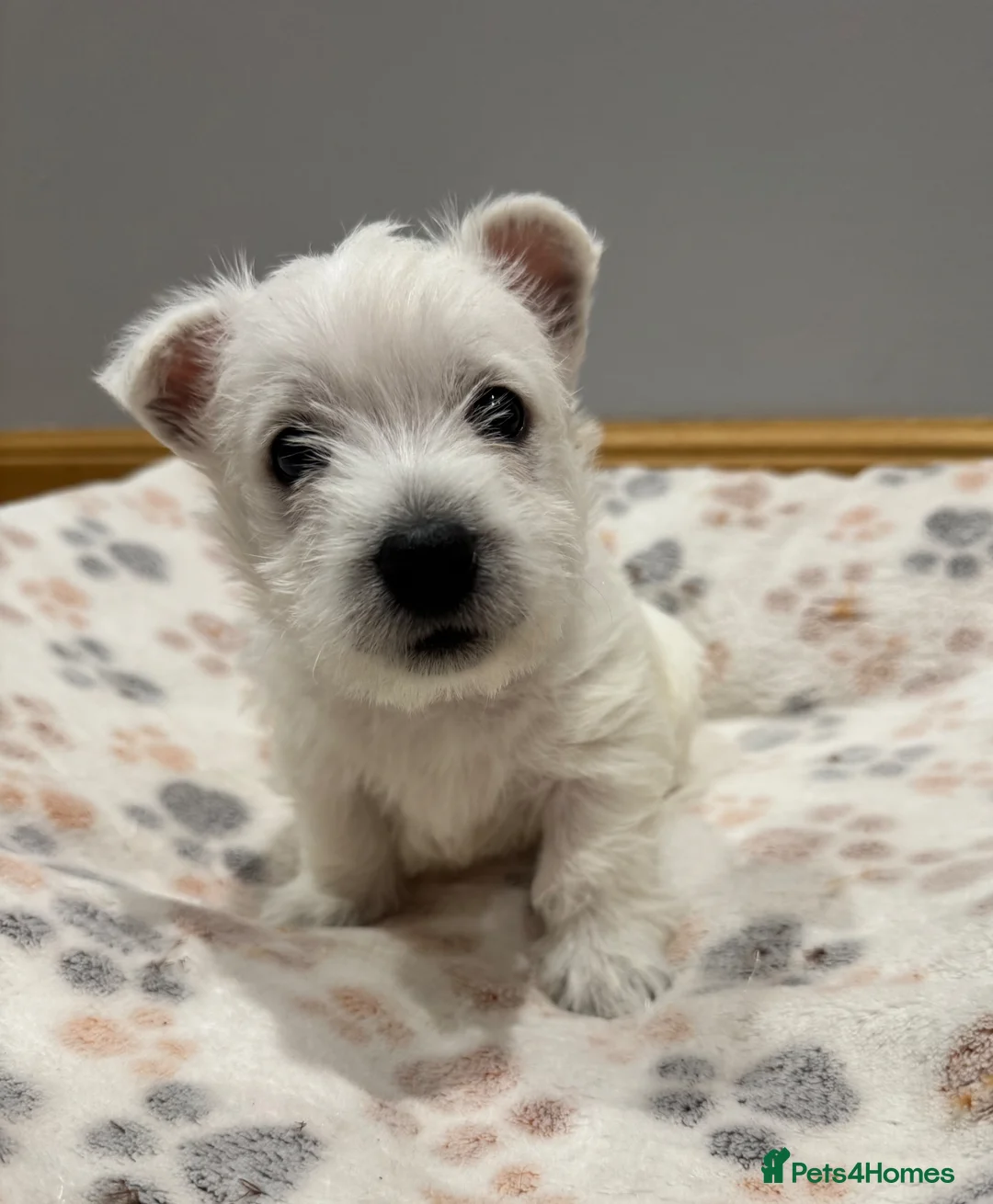 West Highland Terrier dogs for sale: West Highland Terrier - Advert 1