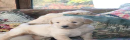 Labradoodle dogs for sale: Lovely Labradoodle Puppies - Advert 34