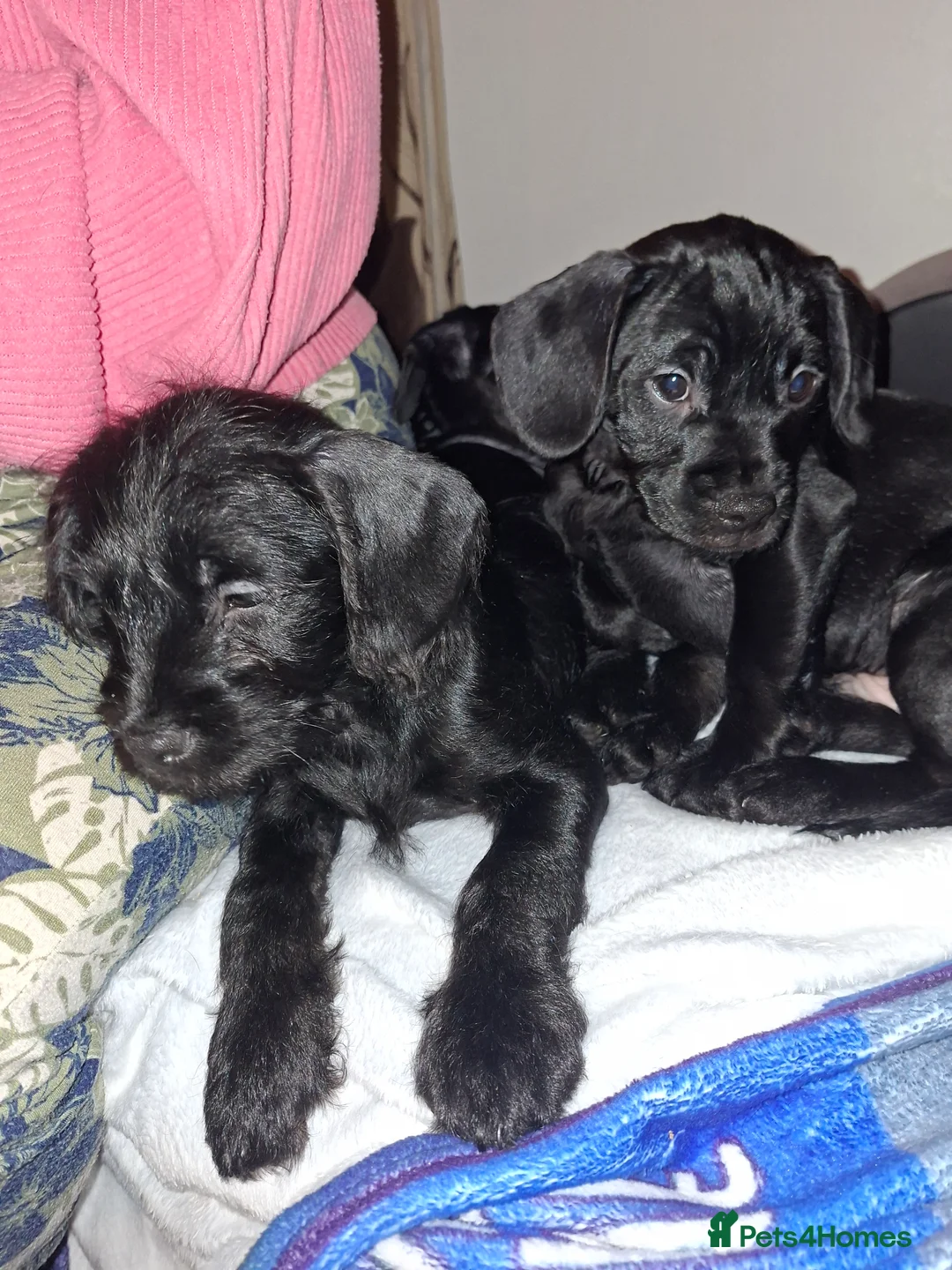 Mixed Breed dogs for sale: Miniature Poodle cross french bulldog puppies  - Advert 21