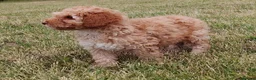 Mixed Breed dogs for sale: READY NOW Rare double coat sprockerpoo  - Advert 9