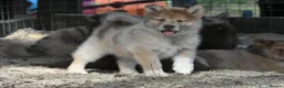 Chow Chow dogs for sale: Genuine chowski puppies  - Advert 8