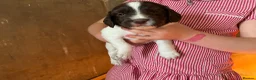 English Springer Spaniel dogs for sale: Springer Spaniel Puppies  in West Linton - Advert 6