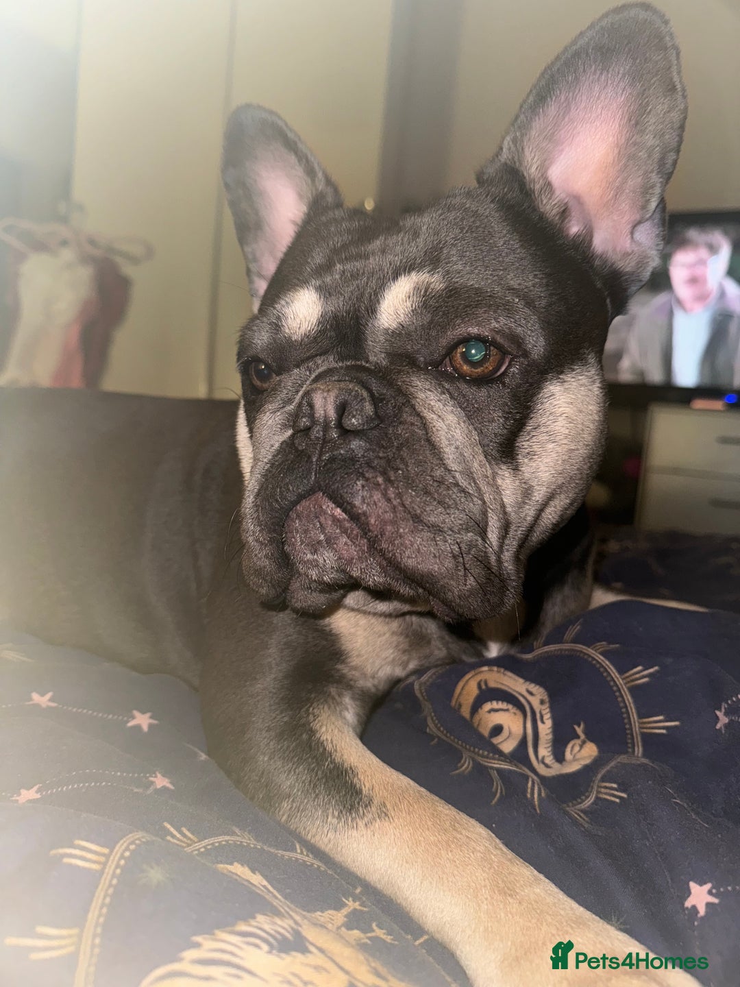 Mixed Breed dogs for sale: 🐾 Beautiful French Bull Weiners 🐾  - Advert 1