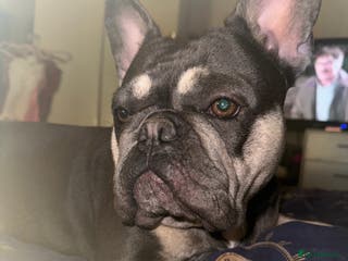 Mixed Breed dogs 🐾 Beautiful French Bull Weiners 🐾 - Advert 8