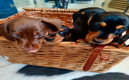 Miniature Dachshund dogs for sale: REDUCED. KC:reg Two Boys Smooth  - Image 14