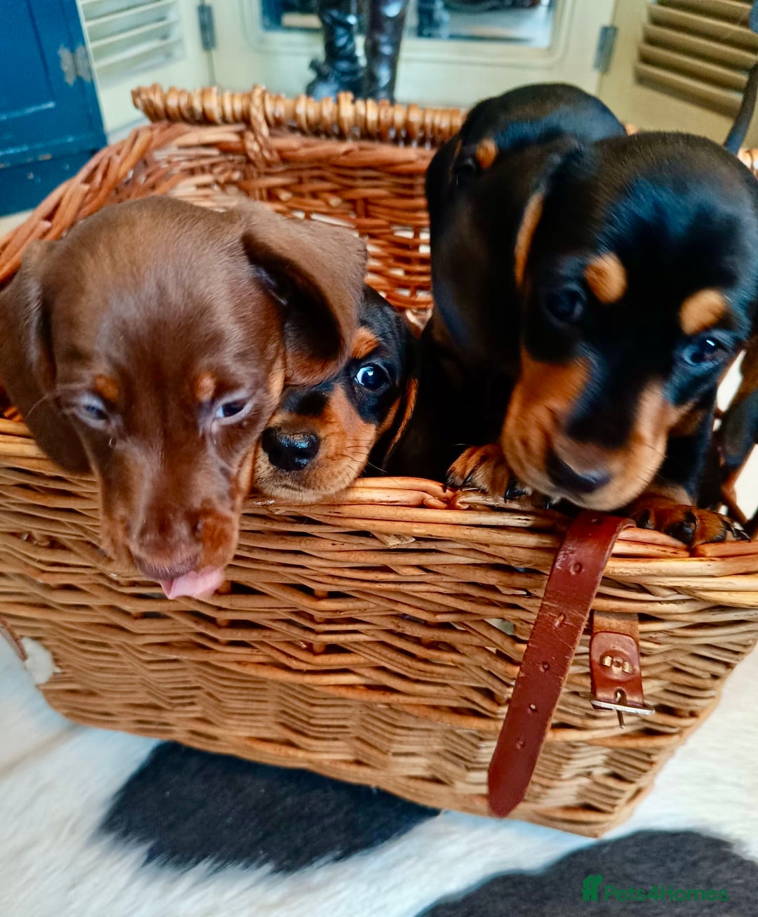 Miniature Dachshund dogs for sale: REDUCED. KC:reg Two Boys Smooth  - Image 14