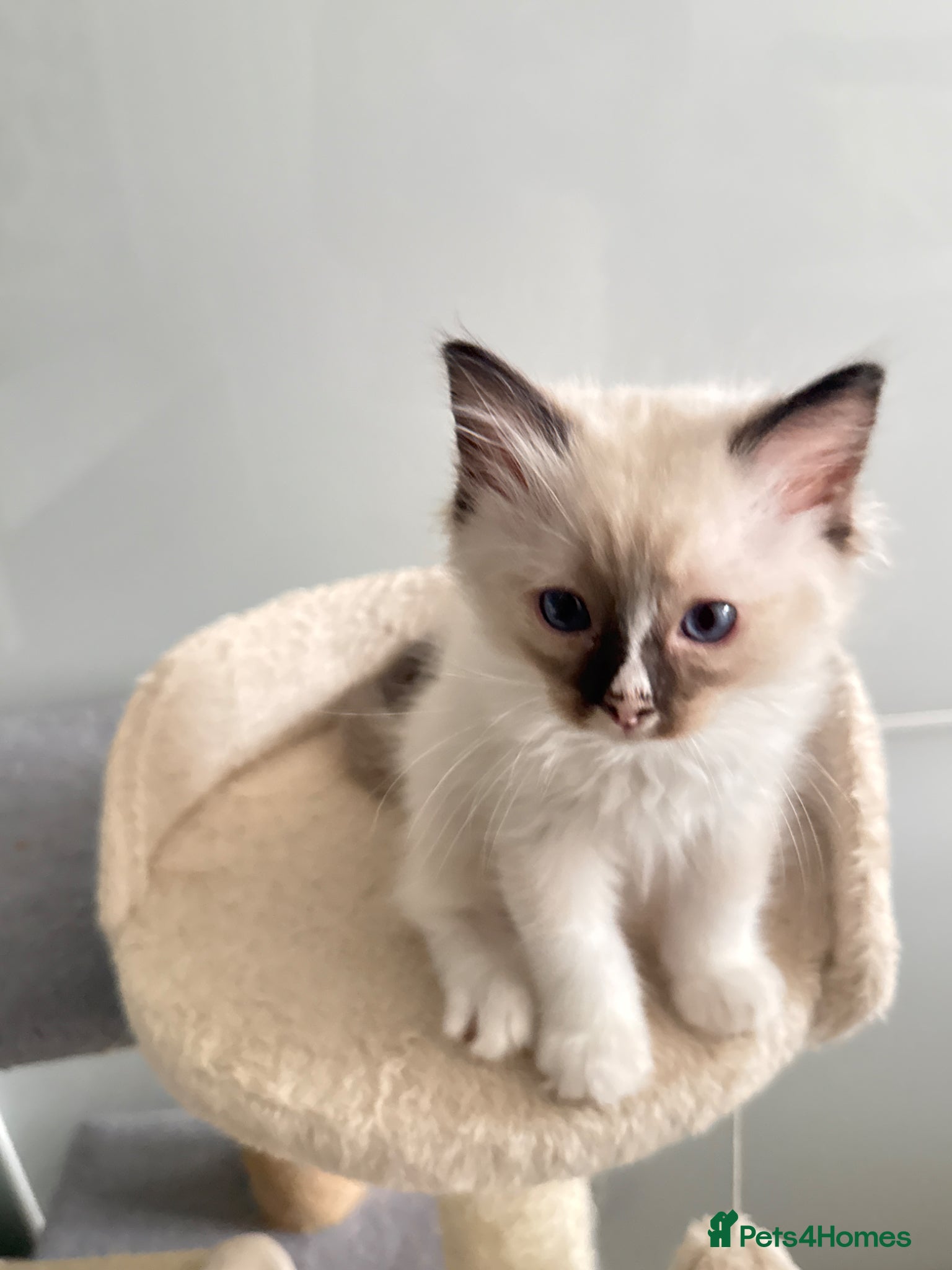 Ragdoll cats *Ready To Leave Now 2 Pure Ragdoll Male Kittens*** - Advert 7