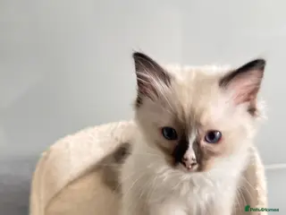 Ragdoll cats *Ready To Leave Now 2 Pure Ragdoll Male Kittens*** - Advert 7