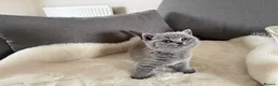 British Shorthair cats for sale: Blue British short hair babies for sale  - Advert 11
